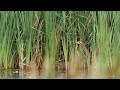 Bittern in the reeds.