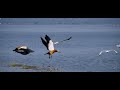 Wetlands of Odisha - Filmed by DK Pattnayak - Birds in Action | Mangalajodi, Chilika Lake