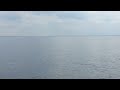 harbor porpoises in southwest Baltic sea