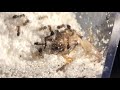 Dorymyrmex Eats a Cricket