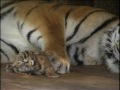 Absolutely cute :Five Baby Tigers five days old ; Super süß: Fünf Tigerbabys fünf Tage alt