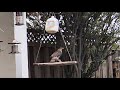 Cooper's Hawk chases & catches birds in Slow Motion