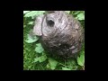 How to kill a dead wasps nest