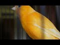 Fantastic canary song to seduce all canaries - the best chirping