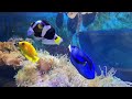 Sensory Colourful Fish Video 8 mins
