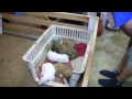 Singing Puppies To Sleep