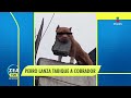 Perro lanza tabique a cobrador  | Noticias con Francisco Zea
