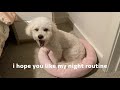 My dog's night routine // dinner, zoomies, playtime, yoga, walkies | vlog