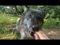 Hand Feeding a Black Wolfdog (High Content)