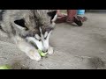 Alaskan malamute eating sayote,snack time #shorts video