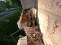 bird3 American Robin Nest | Nestlings | 美洲知更鸟 | 小鸟喂食