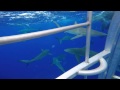 Shark Cage, Hawaii