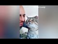 New Funny Animals 🐱 Funny videos with dogs and kittens😹🐶