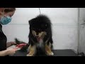 SO SATISFYING | Major de-shed on Finnish Lapphund
