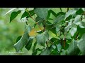 Rainy Day Serenity: Relaxing Piano Music With Soft Rain Sounds | Perfect For Sleep, And Relaxatio...