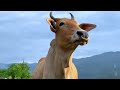 Video Sapi Lembu Ramai-ramai turun ke Ladang sawah - Bunyi sapi memanggil teman teman 🐄🐮🐮