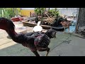 Funniest Cats And Dogs Videos 😋 Hilarious Animals 2024 🐾#5