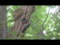 birding Belgium: a beautiful day in May