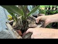 Orquídeas de RAIZES FINAS, retirando do cachepô e fazendo replante! PASSO a PASSO