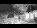 Bear Attempts To Outwit An Electric Fence