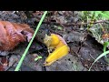 Learn the Banana Slug Song
