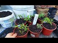 Tomato growing tips and tricks! Gardening skills 101: Planting and hardening off | Part 1 |