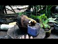 Cara membuat bonsai kelapa mame yang benar