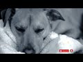 Sound To Calm Dogs Within 5 Minutes  | Dog Hypnosis