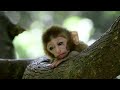 A snatched macaque back to its mother| CCTV English
