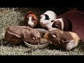 Bonding Guinea Pigs 🫣 1 Male vs 4 Females