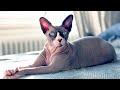 Sphynx cat breed #animals