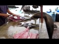 Sea lions and Pelicans shopping at a fish market in Galapagos