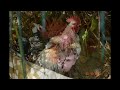 Tailless,- Blue skinned,- 5 toed Chicken | From Chick to Adult Rooster - Growing up, Timelapse