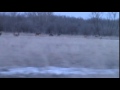 Whitetail deer, my drive to work