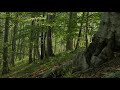 4K Forest Birdsong 2 - Birds Sing in the Woods - No Loop Realtime Birdsong - Relaxing Nature Video