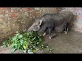 Careful care for sows about to give birth
