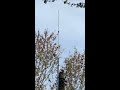 Ham Radio Tree Antenna
