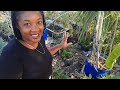 Your Plants Will Explode With Growth Using This Organic Fertilizer||A Must Try