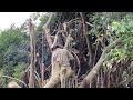 [CLEANUP OVERGROWN TREES] Cut down 3 giant fig trees in front of the alley causing danger