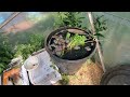 Harvesting Comfrey