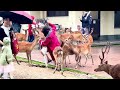 陰雨 🌧️ 奈良 奈良公園 奈良小鹿 Rainy 🌧️ Nara Nara Park Nara Deer