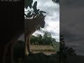 Simba exploring the cloudy ☁️🐱 day
