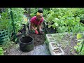 Urban Homestead Living | Harvesting Potatoes And More | A Mouse | (What Happened In Three Weeks?)