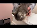 My cat was afraid of hospital injections and resisted with all his might ...