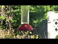 MRS. G  ADVENTURES🇺🇸 is live! HUMMINGBIRD FEEDER, HELLO BIRDiE! 6.25.24