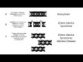 Collagen Synthesis