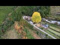 福定の大銀杏（宝泉寺）和歌山県中辺路