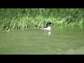 Common Merganser Drake