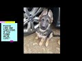 German Shepherd Puppies Growing Up