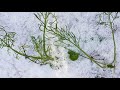 Winter vegetables garden حديقة المنزل في الشتاء